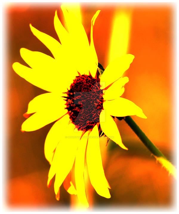Bright Sunflower Abstract Flow by houstonryan on DeviantArt