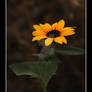 Sunflower Brown Background