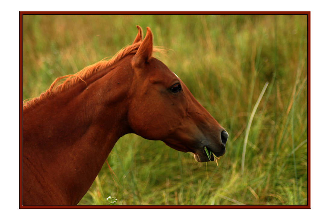 Horse Grazing Grass Chewing by houstonryan on DeviantArt