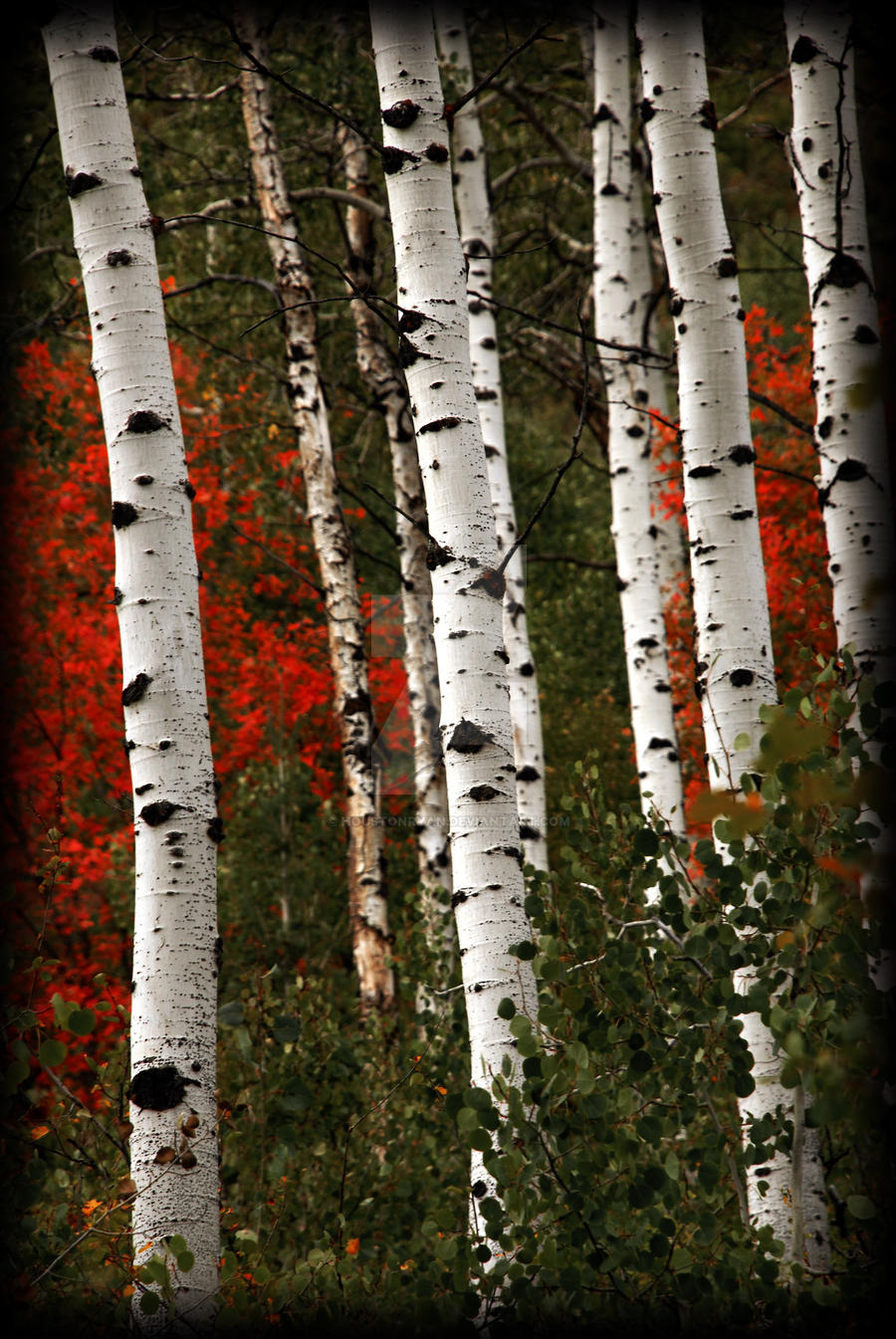 Color Aspens near Sundance Ski