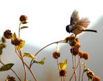Chickadee Flutters wings Sunfl by houstonryan
