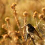 Sparrow midst dead plants...