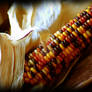 Indian Harvest Corn Thanksgivi