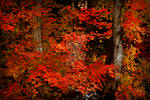 Fall Color Maple Leaves Autumn by houstonryan