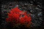 Red Tree and Cliff Autumn by houstonryan