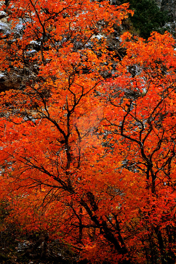 Orange Tree Fall Colors AF by houstonryan on DeviantArt