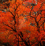 Orange Tree Fall Colors square by houstonryan