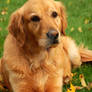 Honey the Golden Retriever Dog