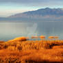 Golden Grasses Utah Lake Utah