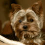 Yorkshire Terrier Cute Yorkie