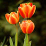 Trio of Tulips
