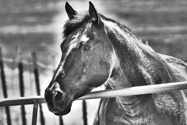 Horse Black White Film Grain