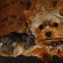 yorkshire terrier yorkie dog