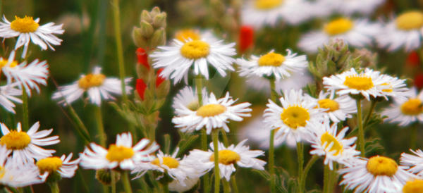 cutleaf daisy wildflowers