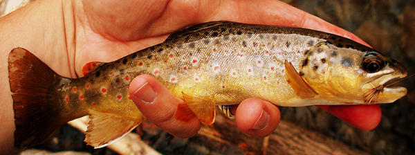 Brown Trout on Caddis Fly