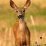 Mule Deer - Chew w Mouth close