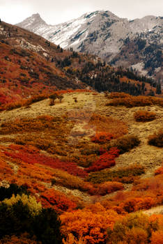 Fall Colors in Fort Canyon, UT