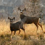 Buck Deer and Doe Alpine Utah