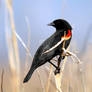 Red-winged Blackbird photos