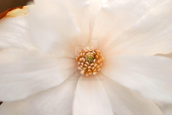 Magnolia Blossom SLC Utah