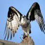 Osprey Take Flight