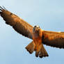 Swainson's Hawk Above Me