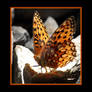 Orange Butterfly on Rocks