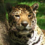 Lepard