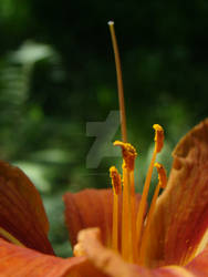 Orange flower