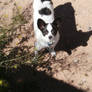 Papillon and Chihuahua mix