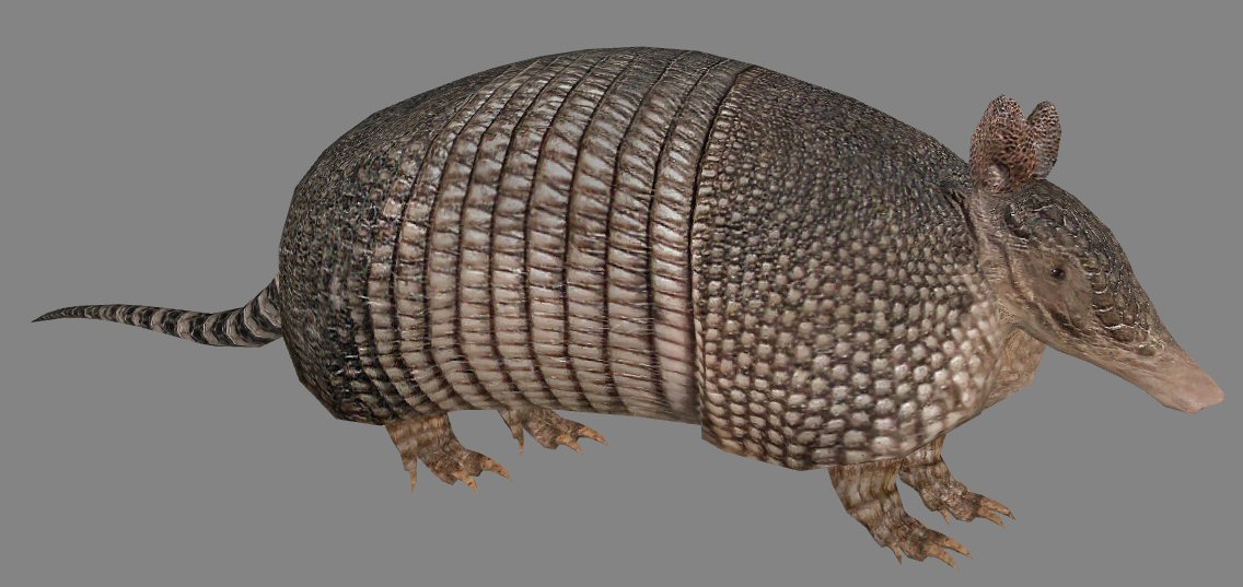 Nine-Banded Armadillo