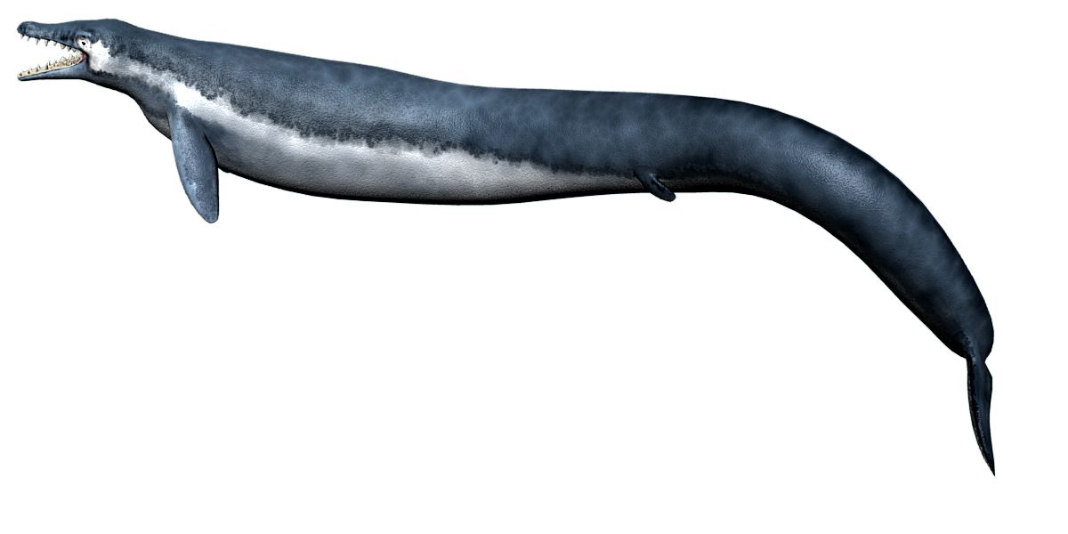 Basilosaurus Texture WIP