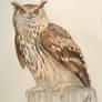 Eurasian Eagle Owl Watercolor