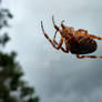 Garden spider