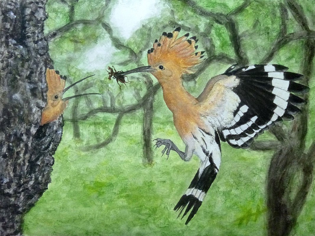 Hoopoe