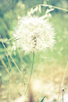 Dandelion