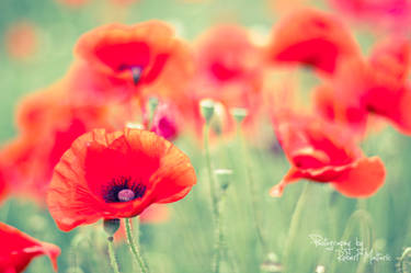 Poppys