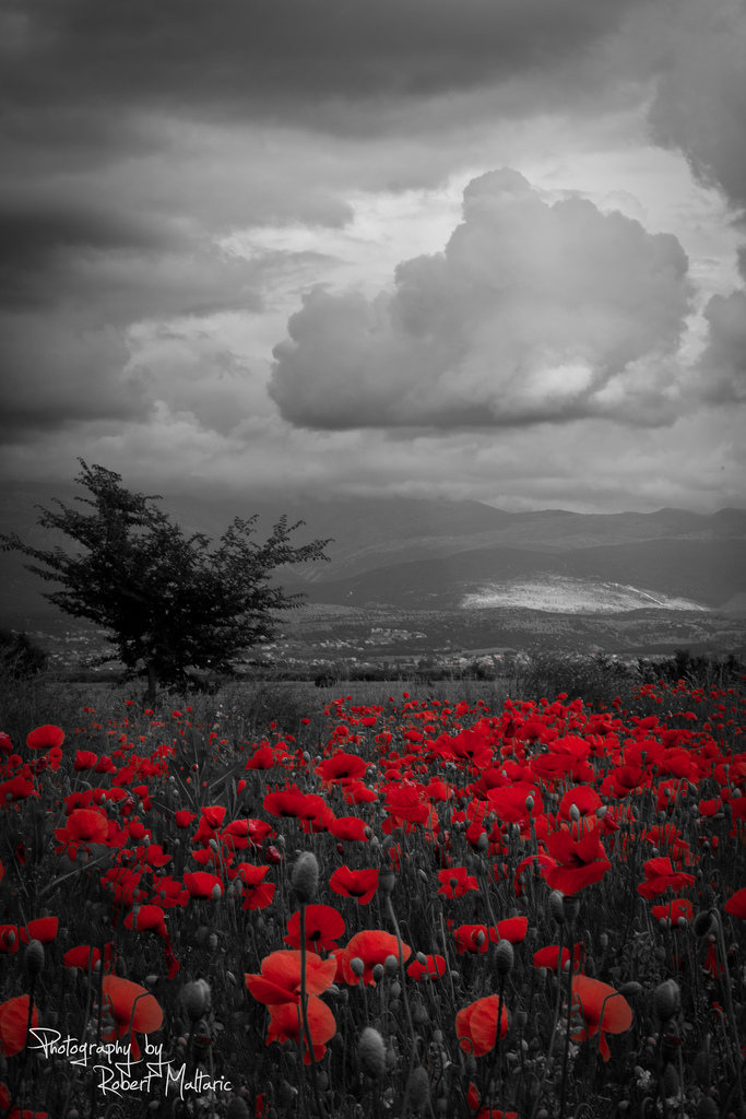 Poppy field