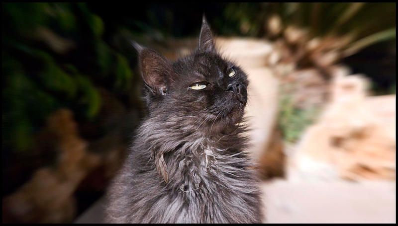 Thinking Cat by stavsap on DeviantArt