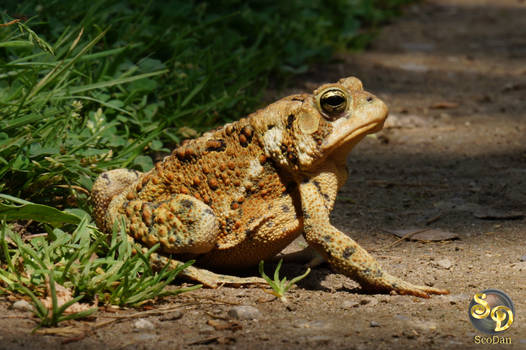 Frog soaking up the sun.