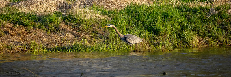 First try with new lens 200-600 zoom