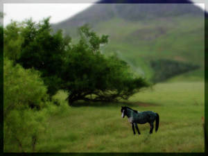 Pony in a Field