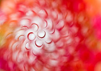 Abstract Macro by Lightkast
