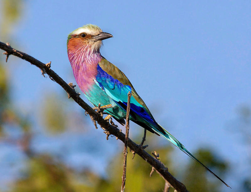 Lilac-Breasted Roller