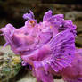 Scorpionfish