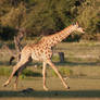 Galloping Giraffe