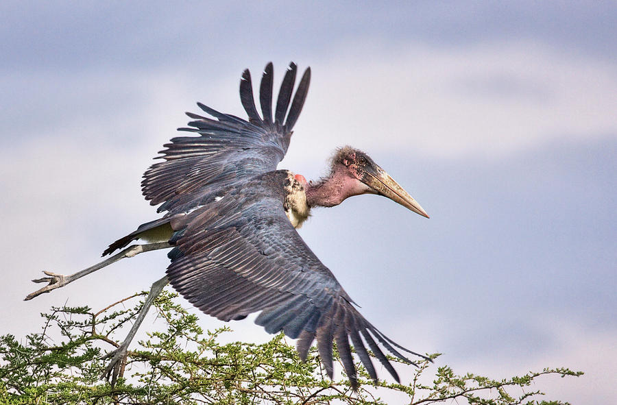 Marabou Stork