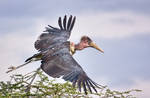 Marabou Stork by Lightkast