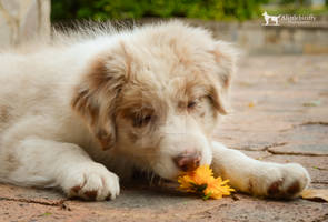 Stop And Smell The Roses