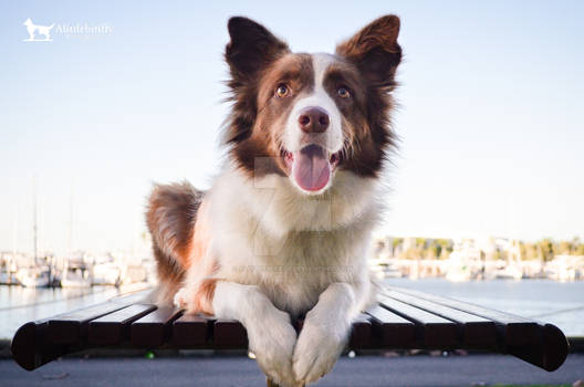 By The Pier